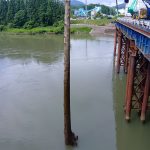 流木撤去作業