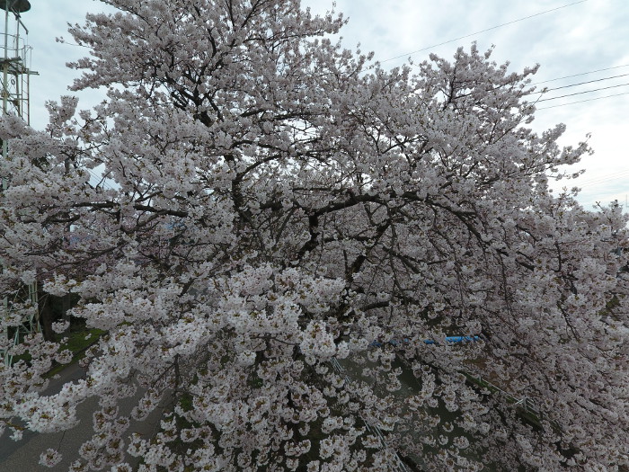 桜撮影３