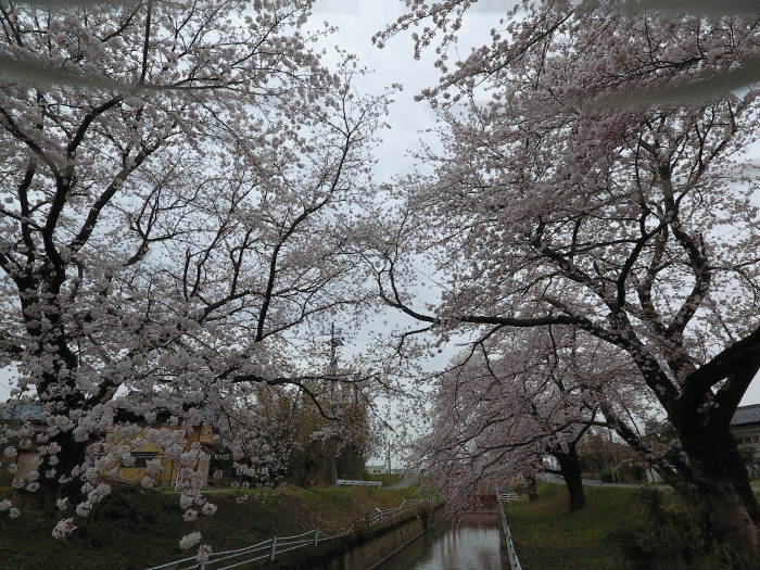 桜撮影４