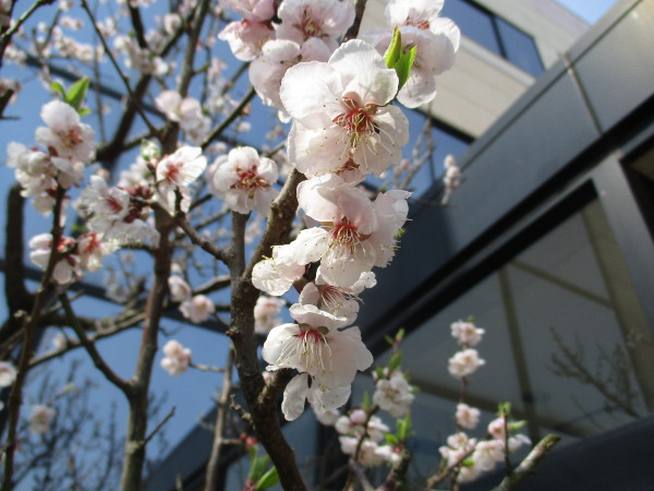 桜にはまだ早いですが、本社の梅は綺麗に咲いています。