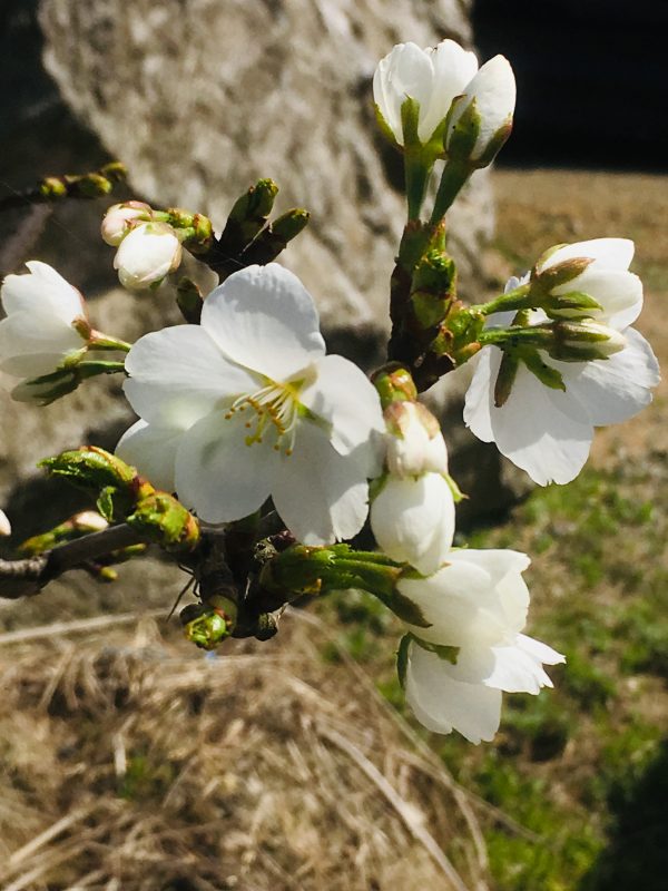 咲き始めは、真っ白な花びらなんです。