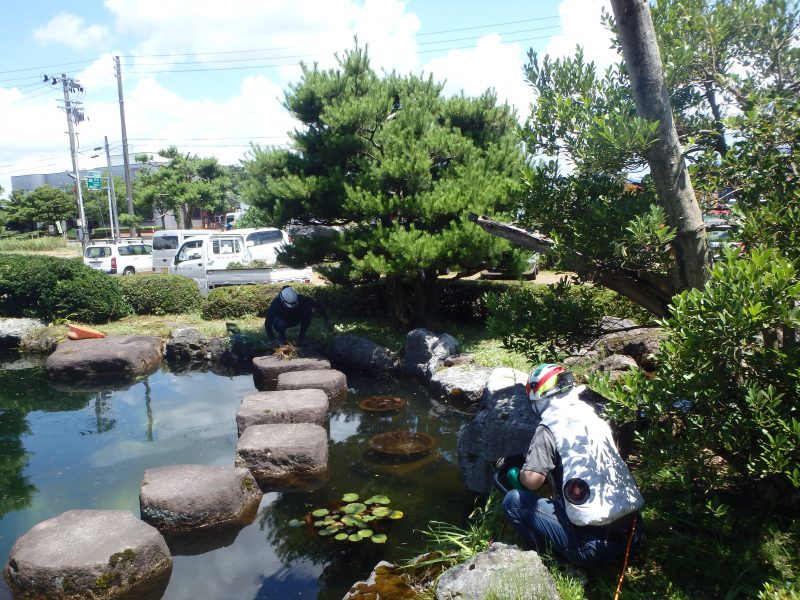 作業してくれている社員さんを横目に池の鯉たちは気持ち良さそうに泳いでおります。