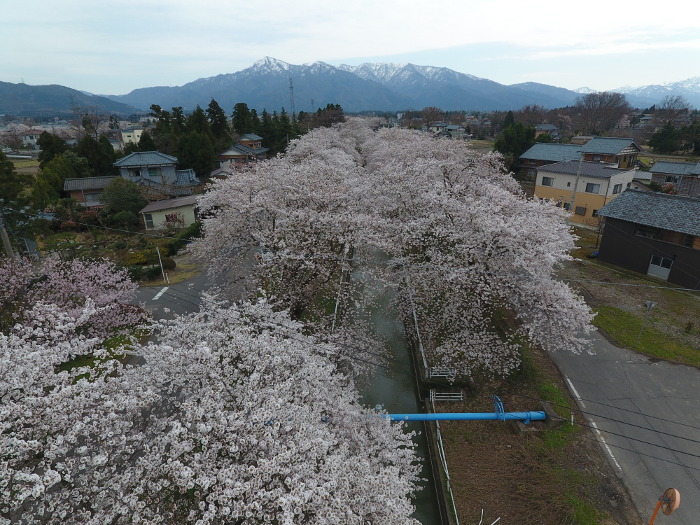 桜撮影2