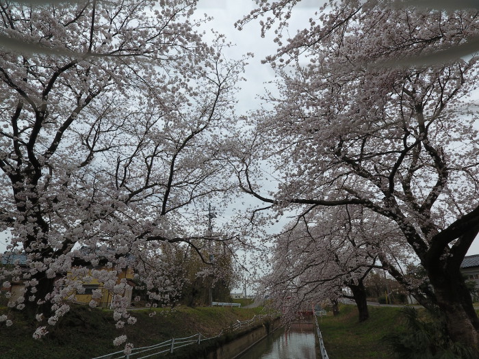 桜撮影4