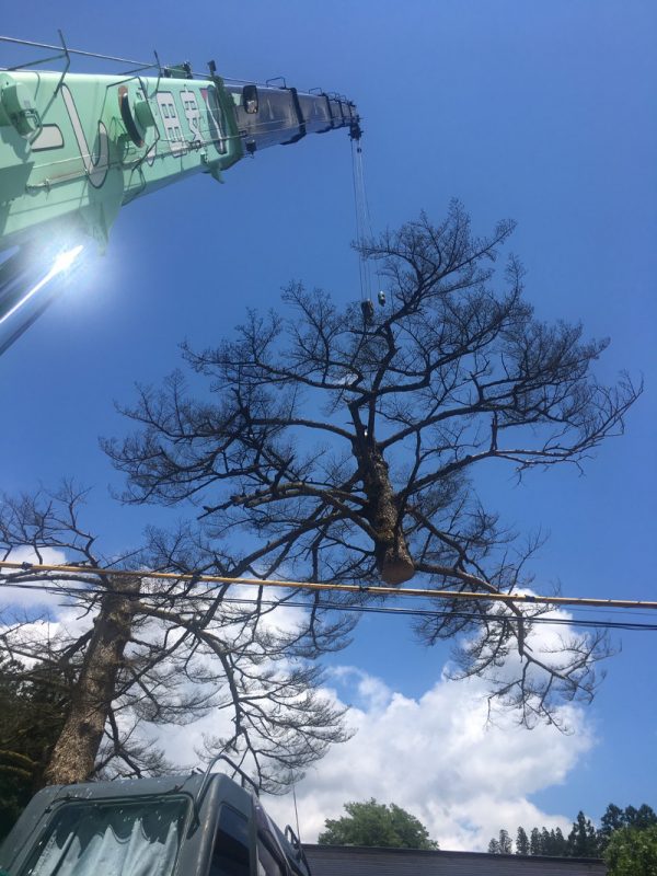 伐採されました・・・。