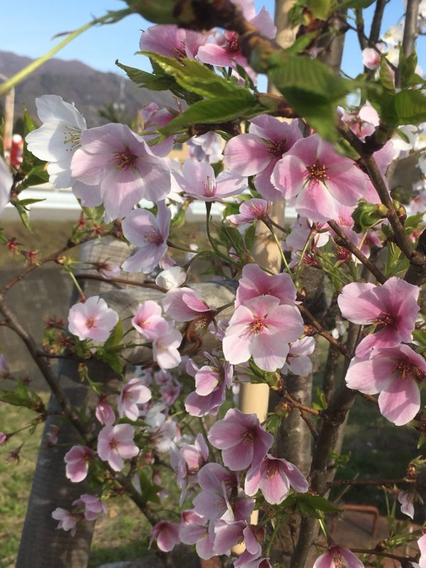 次第にピンク色の花びらに。かわいいですね！