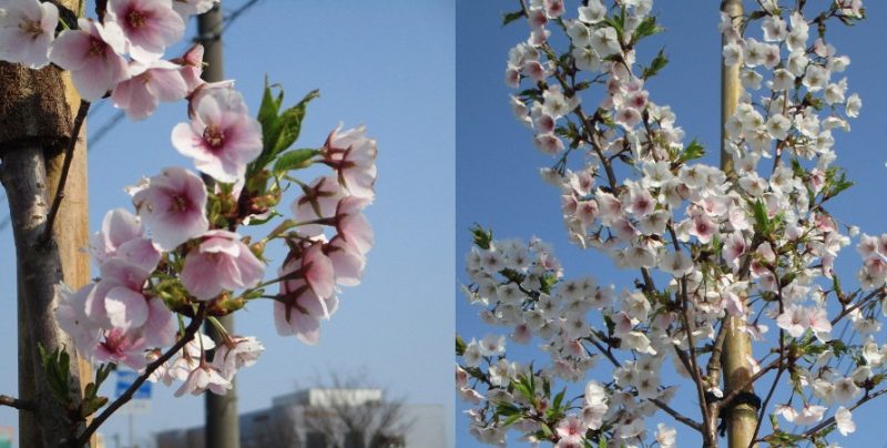 4月13日 白からピンク色に変わりました!