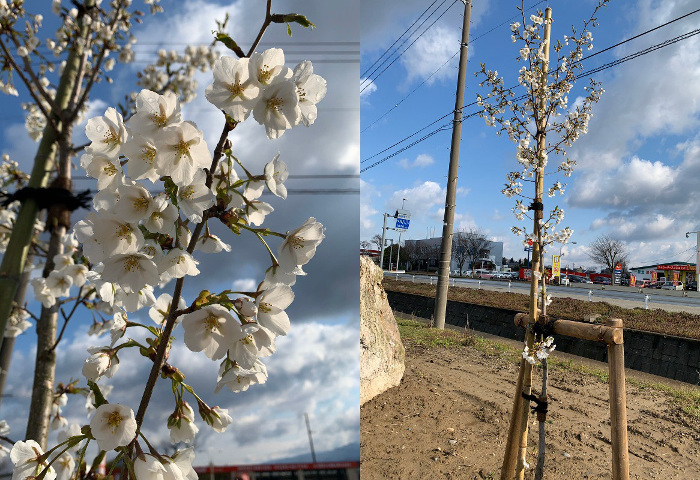 4月9日　沢山の白い花が！